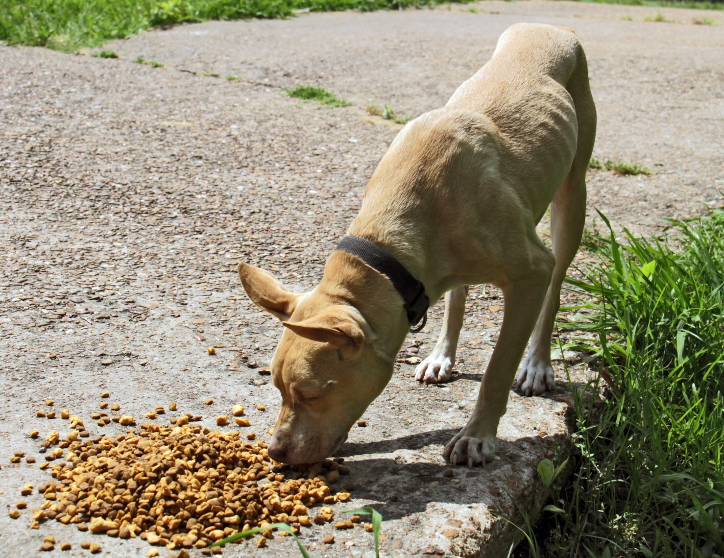 Helena-West Helena has kennel repossessed - Vimarsana News