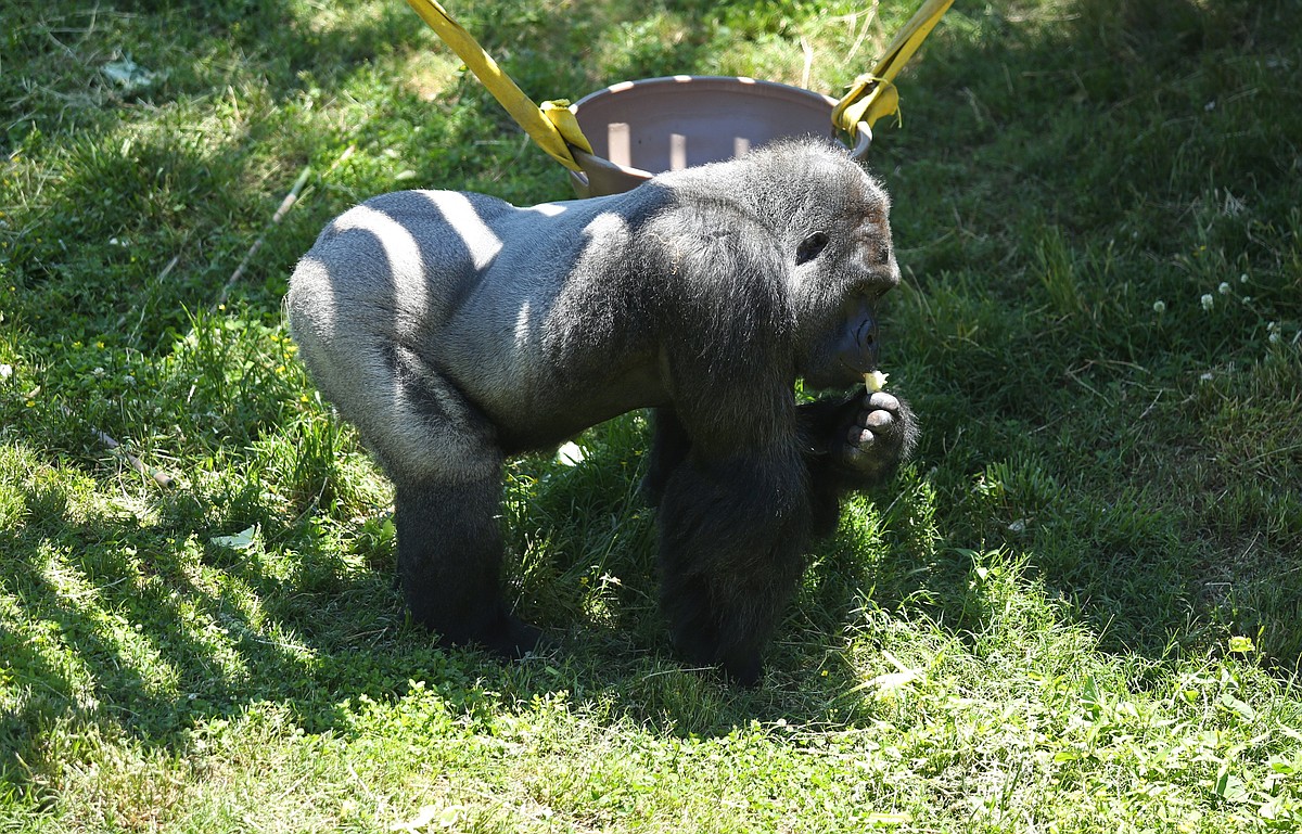 Little Rock Zoo's 27-year-old gorilla tests positive for covid-19