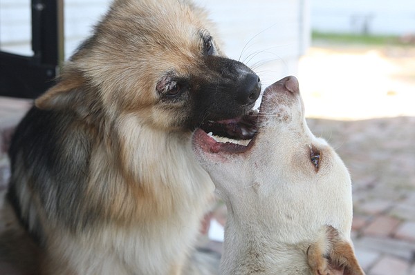Foundation that gave Helena-West Helena $50,000 for now-repossessed animal shelter wants its money back - Vimarsana News