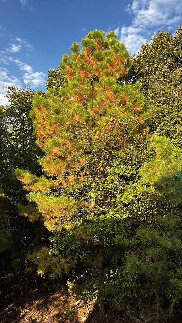 Pine needles fall earlier this year - Vimarsana News