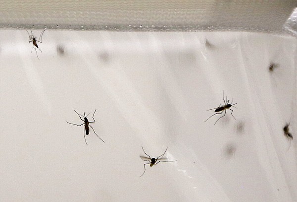 Malaria cited as cause in death of Georgia trucker found in Mansfield | Northwest Arkansas Democrat-Gazette - Vimarsana News