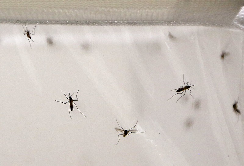 Mosquitoes are seen inside a stock cage in a mosquito laboratory at the London School of Hygiene and Tropical Medicine in London in this May 30, 2013 file photo. Researchers at the school have discovered that malaria-infected mosquitoes are more attracted to human odors. (AP/Sang Tan)