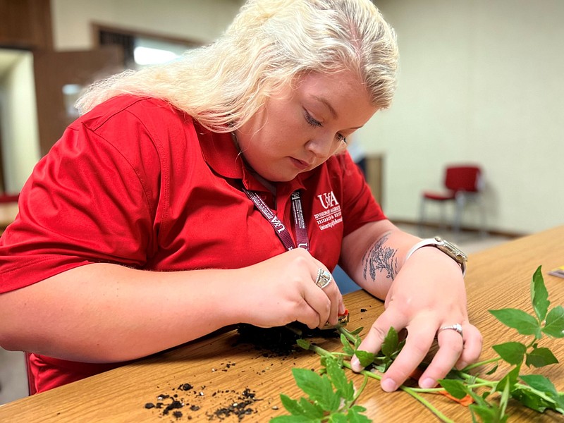 Rayvin Callaway tries her hand at grafting a tomato plant while based at the Bradley County extension office. Callaway is a member of the first class of Cooperative Extension Service summer interns since the institution reintroduced the program in 2022. (Special to The Commercial/University of Arkansas System Division of Agriculture)