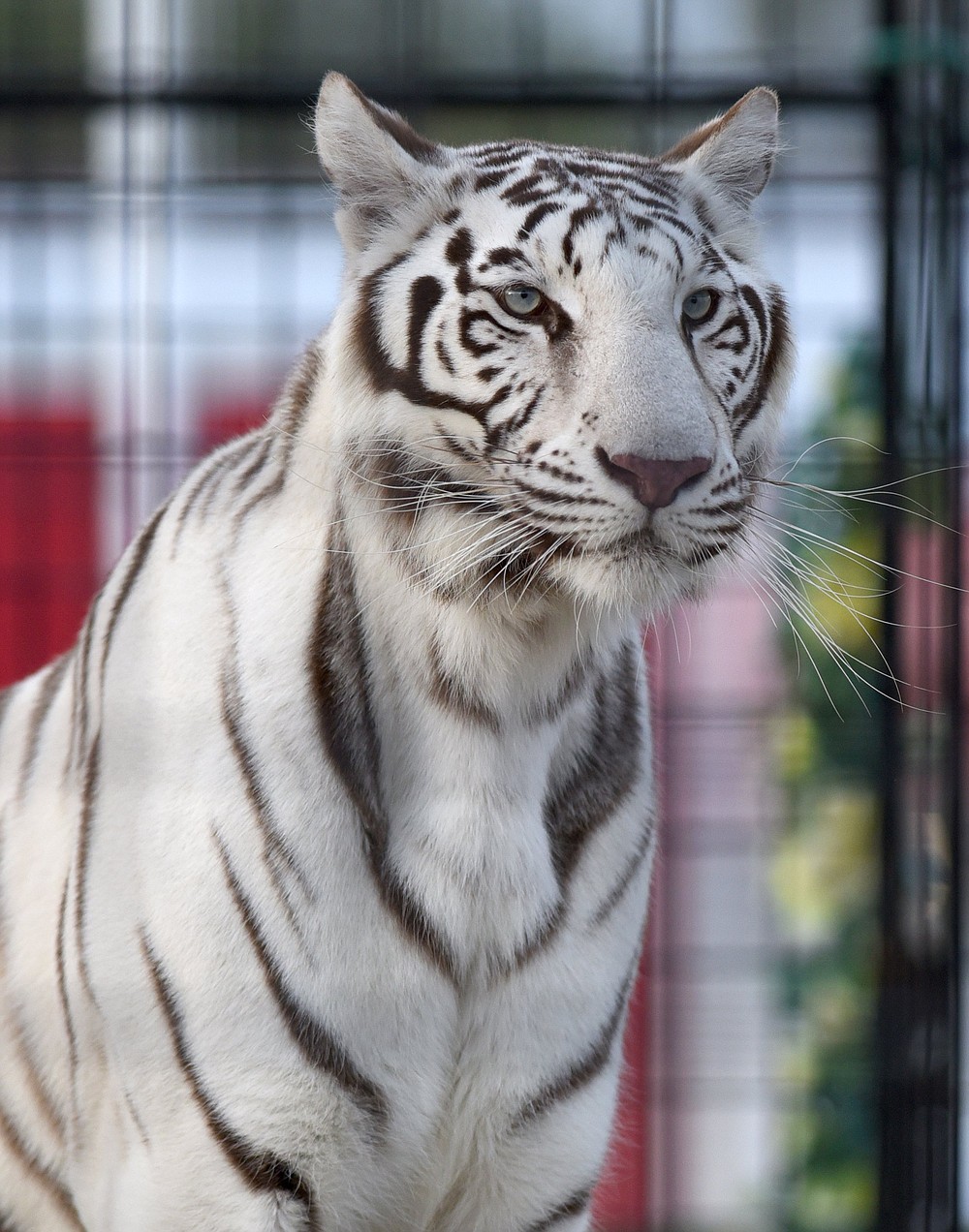 75th Annual North Fair in Dalton, Chattanooga Times