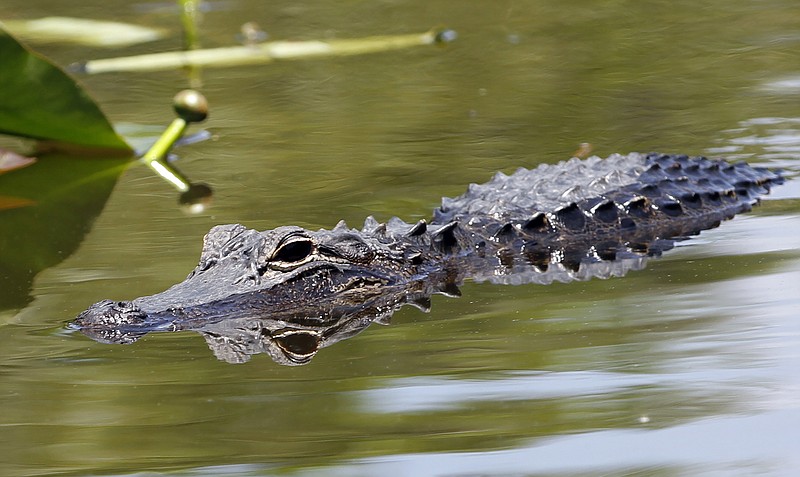 An alligator swims at the Everglades National Park, Fla., April 23, 2012. A group of Floridians plan to host a series of competitions themed according to the collective antics of the beer-loving, gator-possessing, rap-sheet heavy, mullet-wearing social media phenomenon known as “Florida Man.”  The games will poke fun at Florida’s reputation for producing strange news stories involving guns, drugs, booze and reptiles — or some combination of the four. (AP Photo/Alan Diaz, file)