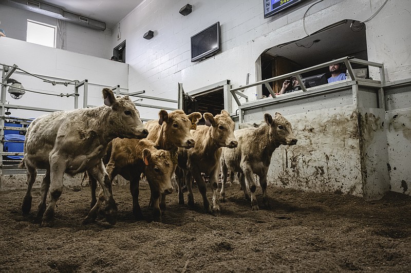 Calves at a livestock auction at Lake Cumberland Livestock, an auction house, in Somerset, Ky., Oct. 14, 2023. Democrats once dominated statewide elections for the influential position of agriculture commissioner. Now they're hoping to win just one. (Jon Cherry/The New York Times)