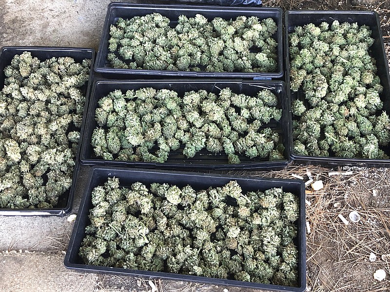 This undated file photo provided by the San Diego County sheriff's office shows trimmings from an illegal marijuana grow. (AP/San Diego County sheriff's office)