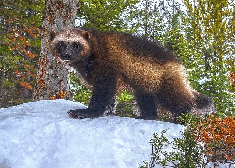 U.S. proposes protections for wolverines The Arkansas Democrat