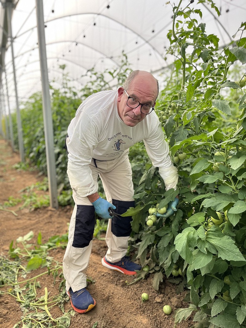 Rabbi Barry Block volunteered to do agricultural work while in Israel last month, helping to prune tomatoes.
(Courtesy photo)