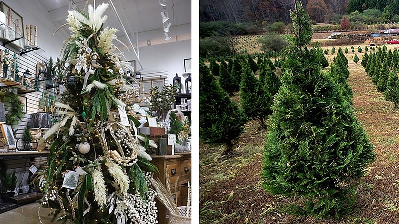 Staff photos by Olivia Ross and Matt Hamilton / An artificial tree at Elders Ace Hardware in Hixson is pictured next to a real tree from Adam Kittle's Christmas tree farm in Ringgold, Ga.