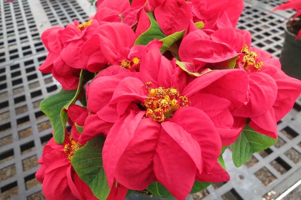 Poinsettia Care | The Arkansas Democrat-Gazette - Arkansas' Best News ...
