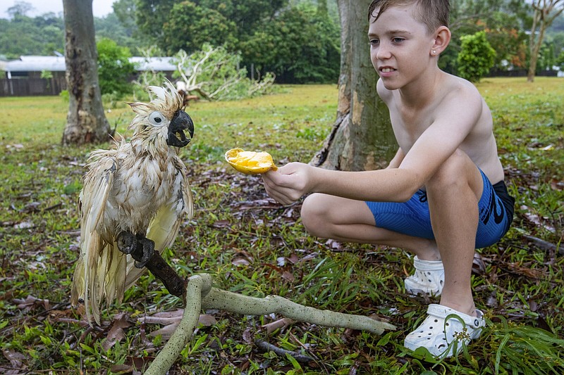 Jaxon Andrews, 11, attempts to feed a white cockatoo who has suffered the effects from Cyclone Jasper in Cairns, Australia, on Thursday.
(AP/AAPImage/Brian Cassey)