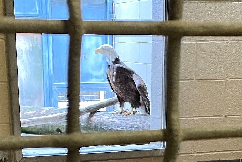 Tennessee Wildlife Resources Agency / The U.S. Fish and Wildlife Service is offering a $2,500 reward for information leading to and arrest and conviction in the shooting of this bald eagle near Watts Bar Lake. The eagle is recovering.