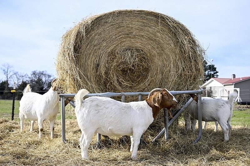 Goats feed on hay at Dana Stewart’s farm in Judsonia earlier this month. Stewart keeps about 50 goats and some registered cattle.
(Arkansas Democrat-Gazette/Stephen Swofford)