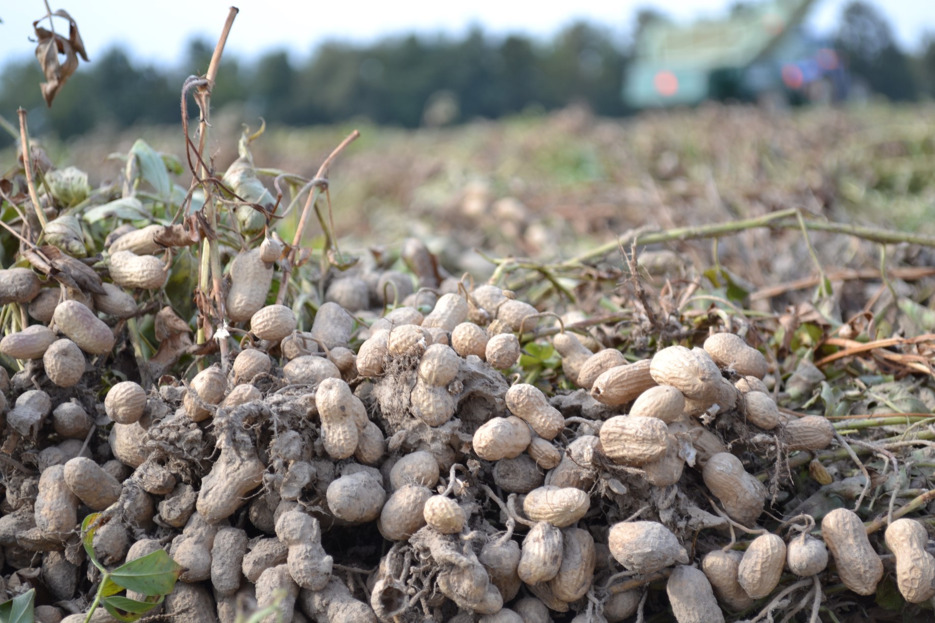2023 peanut yield on track for record