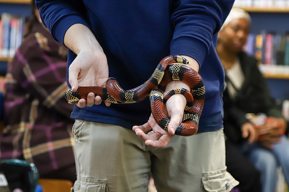 Chattanooga Zoo animals visit Eastgate Library Chattanooga Times Free