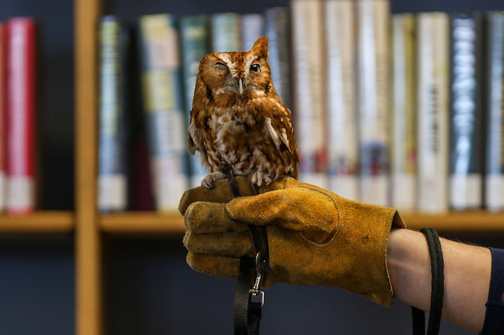 Chattanooga Zoo animals visit Eastgate Library Chattanooga Times Free