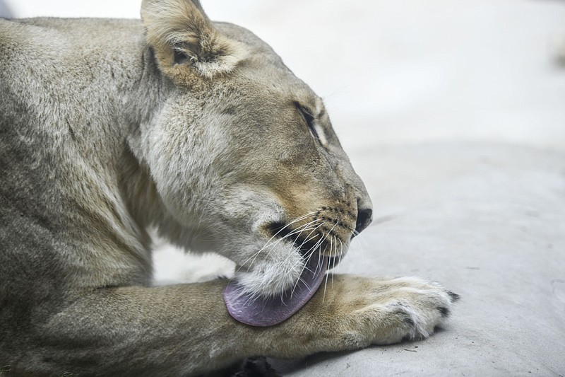 A lioness gives herself a bath as she lounges in her enclosure at the Little Rock Zoo in this Oct. 23, 2023 file photo. (Arkansas Democrat-Gazette/Stephen Swofford)