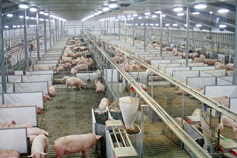 Sows at Fair Oaks Farms in Fair Oaks, Ind., are kept in large group pens with computer-controlled feeding systems in this March 3, 2014 file photo. (AP/M.L. Johnson)