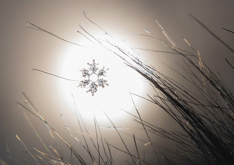 Photo from the Mrs. 5-at-10 / A January snowflake is caught through the eye of a genius during the weather of last month.
