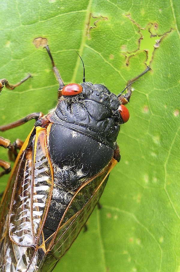 Spring cicada invasion to be biggest since 1803 | Jefferson City News Tribune - Vimarsana News