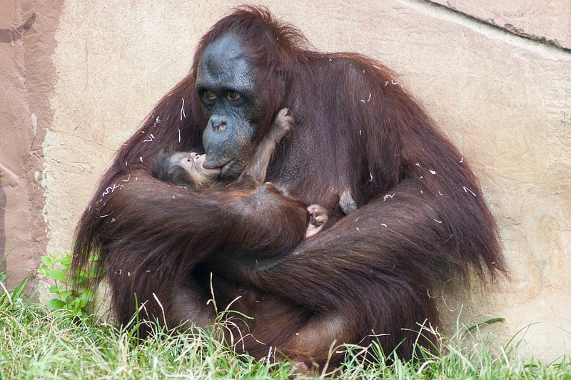 Northwest Bornean orangutan Berani tends to her newborn baby at the Little Rock Zoo in this Aug. 1, 2019 file photo. Zoo officials reported Friday, Feb. 23, 2024 that Berani had given birth to a second infant that morning. (Arkansas Democrat-Gazette file photo)