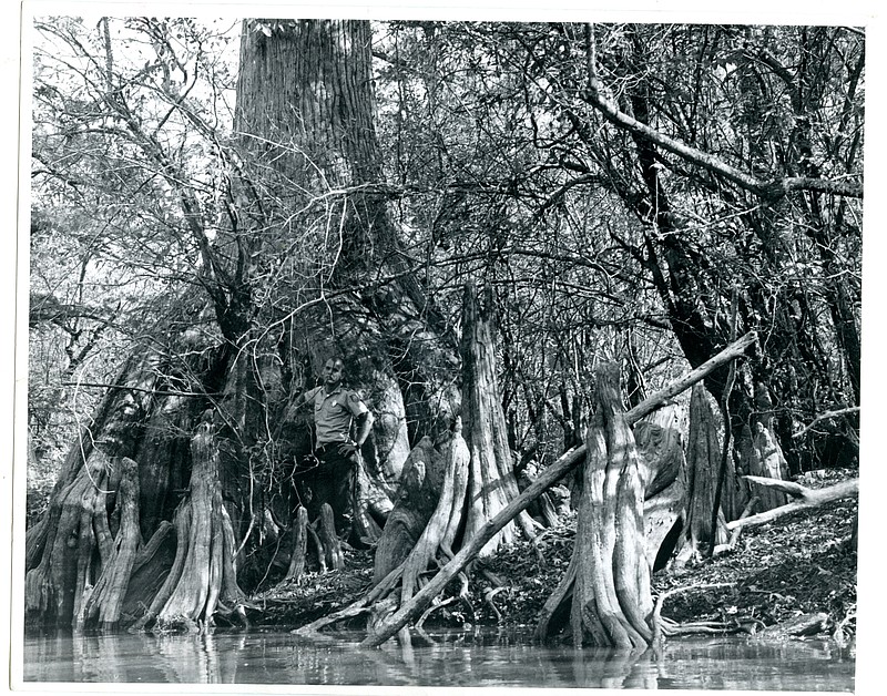 An Arkansas Game & Fish officer stands on a huge cypress tree in bottomlands along the Cache River and Bayou DeView in 1978. “Some of the oldest and biggest cypress trees in the world are in this county,” Woodruff County Judge Michael John Gray says. “When people learn about what’s here, they want to come back.”
(Democrat-Gazette file photo)