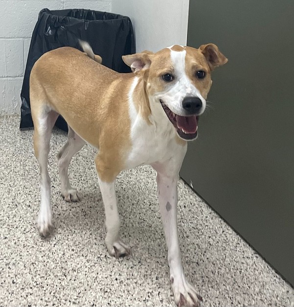 Pet of the week The Arkansas DemocratGazette Arkansas' Best News