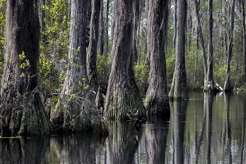FILE - The Red Trail of the Okefenokee National Wildlife Refuge winds through a stand of cypress trees on the way to the Stephen C. Foster State Park on April 7, 2022, in Fargo, Ga. (AP Photo/Stephen B. Morton, File)
