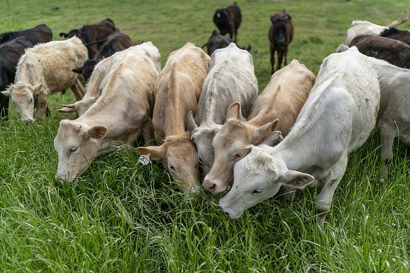 Cattle graze on tall grass after being moved into a new section by rancher Hobbs Magaret in this April 18, 2023 file photo. Magaret moves his 42 cows three or four times a day to give the animals access to new grass. (AP/David Goldman)