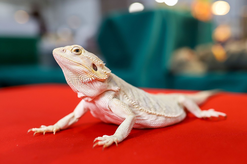 Repticon at Camp Jordan Chattanooga Times Free Press