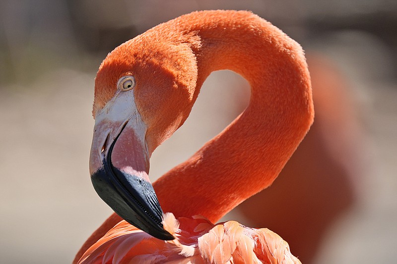 A flamingo tugs at one of its feathers at the Fort Worth Zoo in Fort Worth, Texas, in this Feb. 23, 2024 file photo. During the United States' 2017 total solar eclipse, flamingos at a South Carolina zoo huddled protectively around their juveniles. Researchers will be watching to see if the flamingos in Fort Worth and elsewhere show similar behavior during April's total eclipse. (AP/LM Otero)