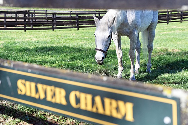 For ex-Derby winner Silver Charm, it's a life of leisure at Kentucky retirement farm - Vimarsana News