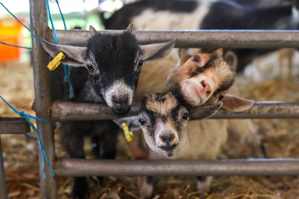 Thrillville Fair at Camp Jordan Chattanooga Times Free Press