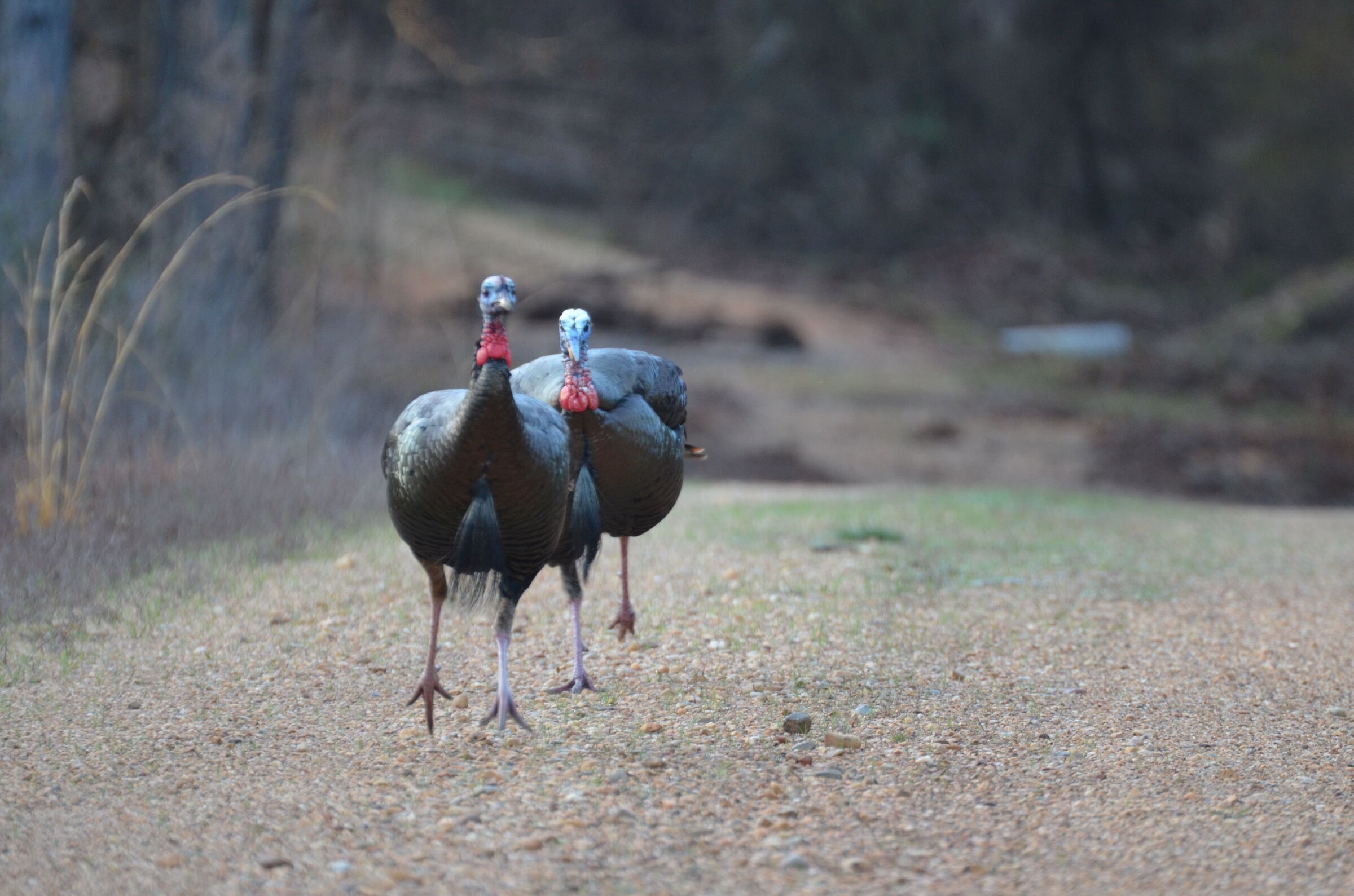Turkey harvest tops 9,000 a 2nd time