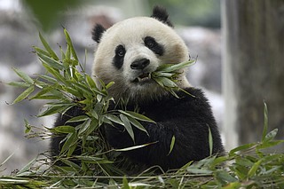 National Zoo announces arrival of pandas | The Arkansas Democrat