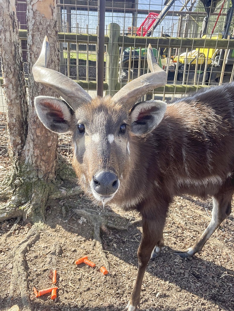 Zoo in Tennessee blames squeezable food pouch for beloved antelope's