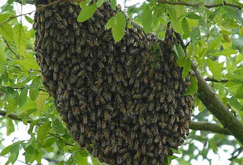 Invasive Africanized honeybees confirmed in Jackson County and St ...