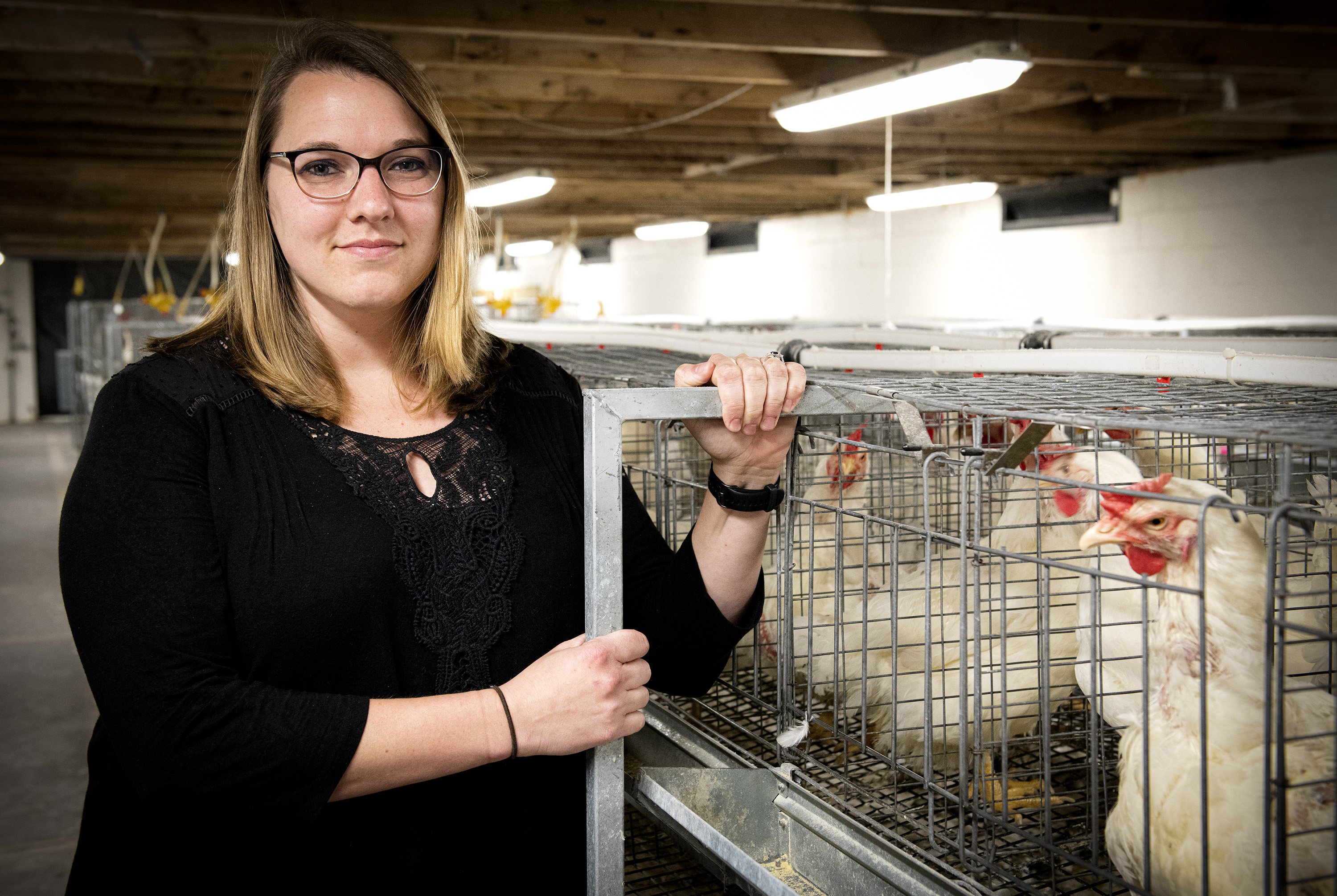 Chicken breed’s benefits shown