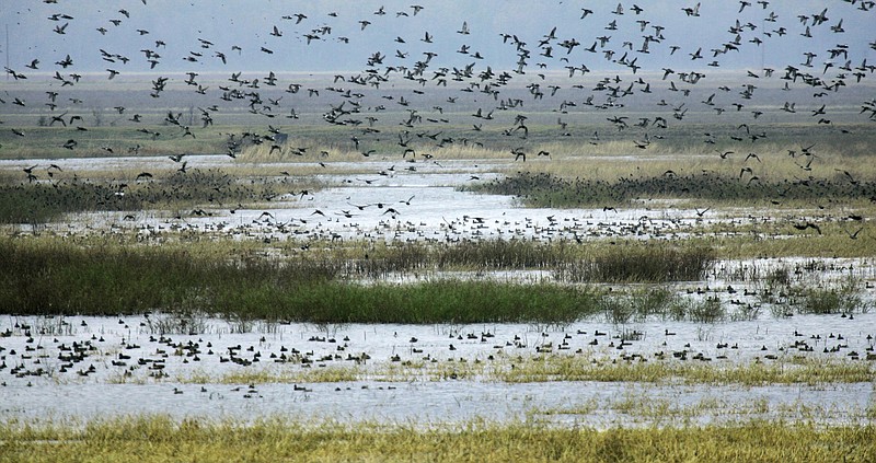 Ducks swim and fly at Halowell Reservoir near Stuttgart, Ark., in this Oct. 26, 2006, photo. Rain, sleet and cold air that hit the state recently will help attract more ducks a spokesman for the state Game and Fish Commission said Friday, Dec. 1, 2006. (AP Photo/Danny Johnston)