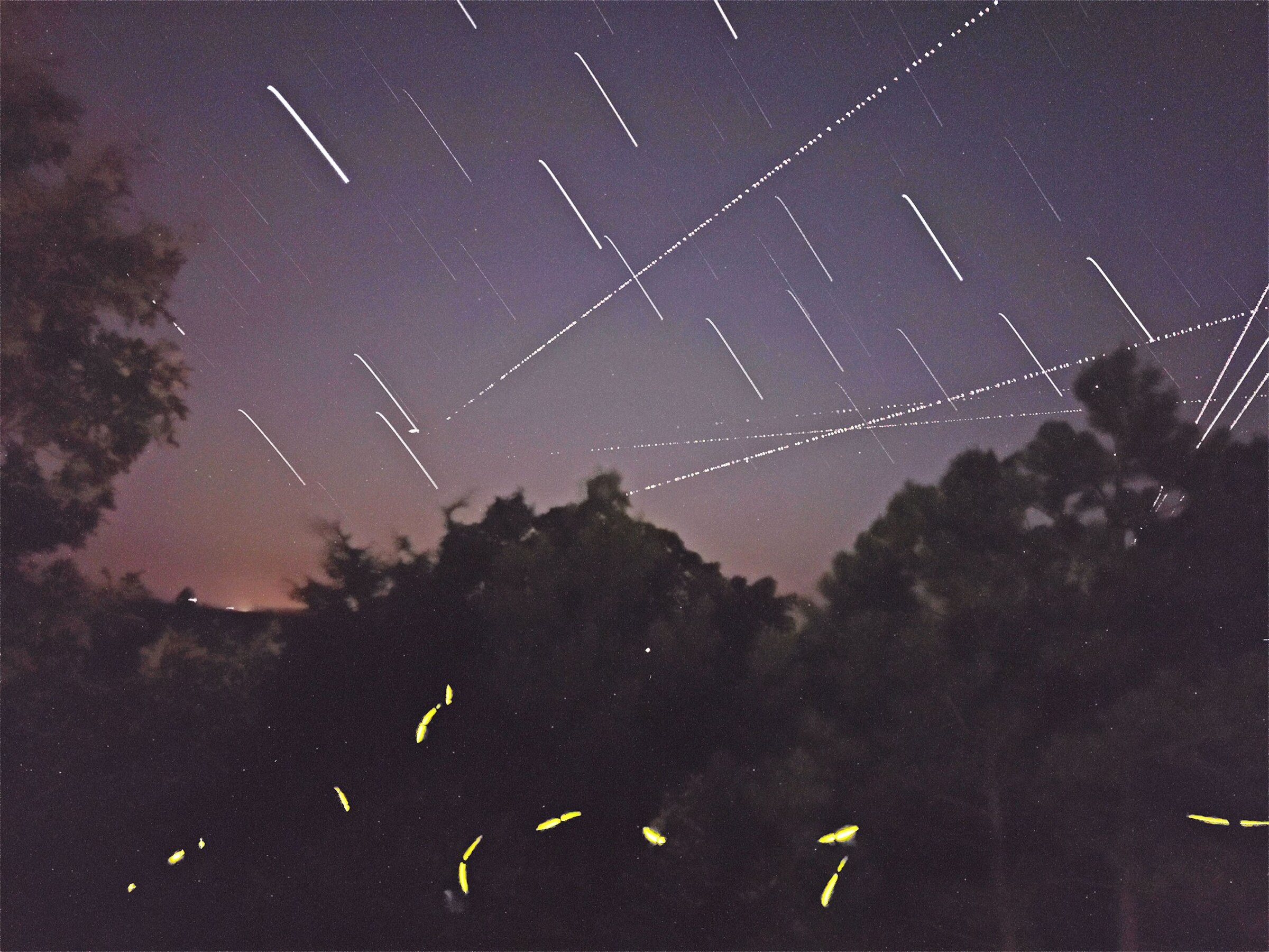 Fireflies leave the love lights on