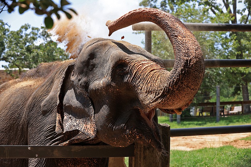 Sophie the elephant spends time in her outdoor enclosure at the Little Rock Zoo on Monday, July 15, 2024. The zoo announced Monday that Sophie is receiving hospice care and is in the last stages of her life after a years-long battle with a health condition. (Arkansas Democrat-Gazette/Colin Murphey)