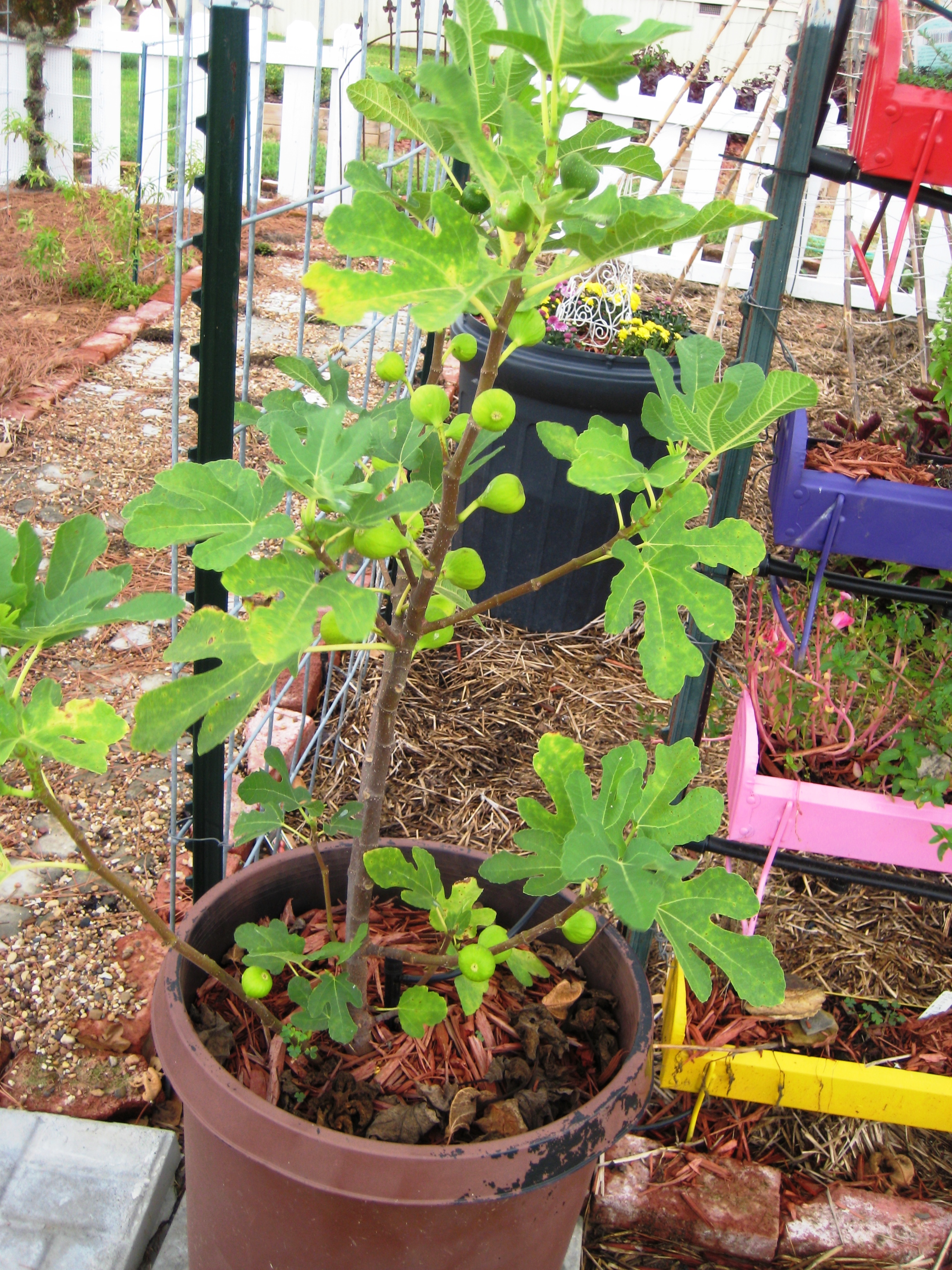 Figs | The Arkansas Democrat-Gazette - Arkansas' Best News Source