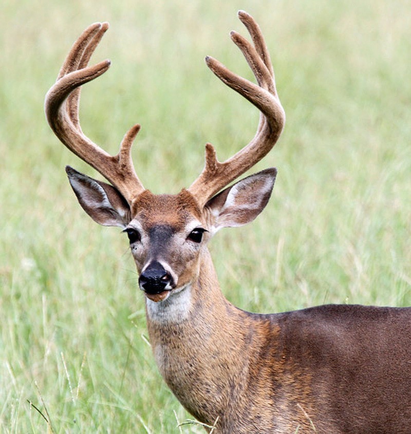 How to hunt bucks in velvet Northwest Arkansas Democrat Gazette