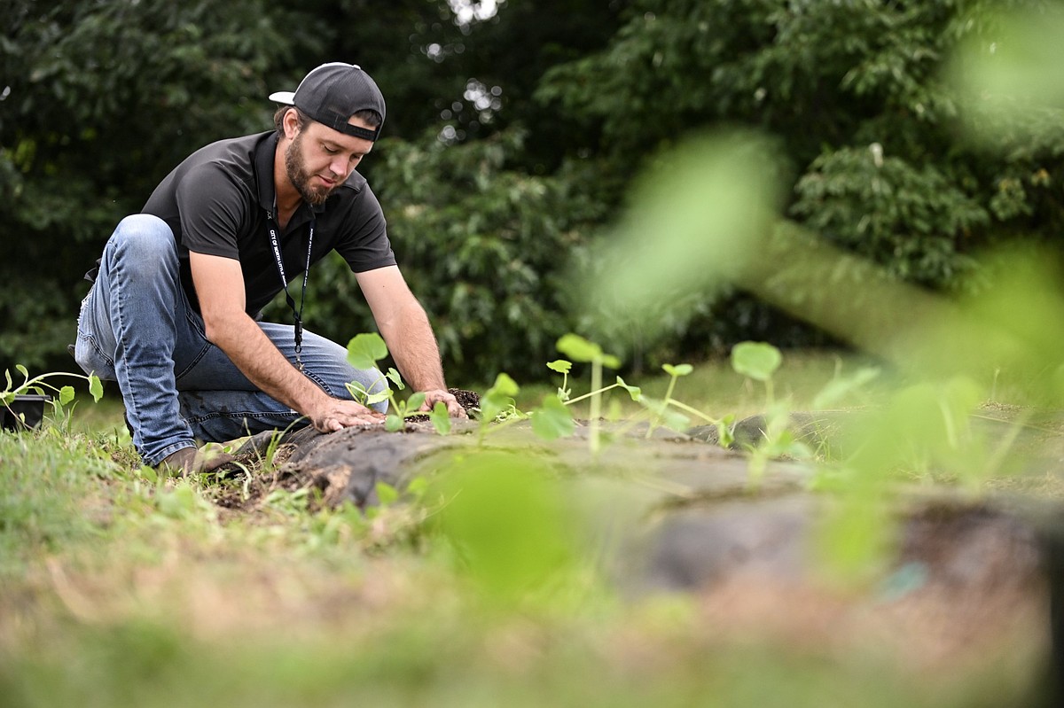 North Little Rock’s Dark Hollow Community Garden gets second life after ...