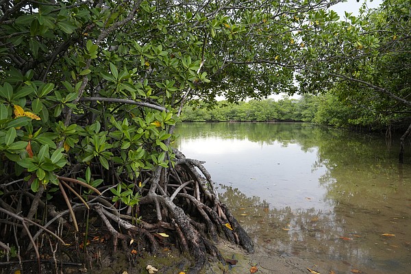 Florida residents oppose DeSantis administration’s plan to build golf courses in state parks