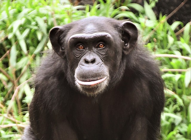 Infant chimp dies at Little Rock Zoo | The Arkansas Democrat-Gazette ...