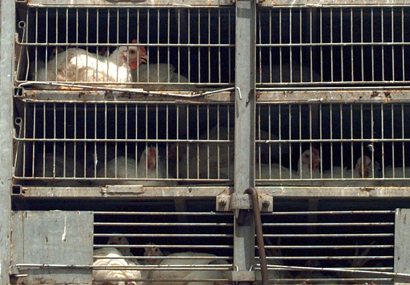 Poultry industry braces for economic hit from avian flu Northwest