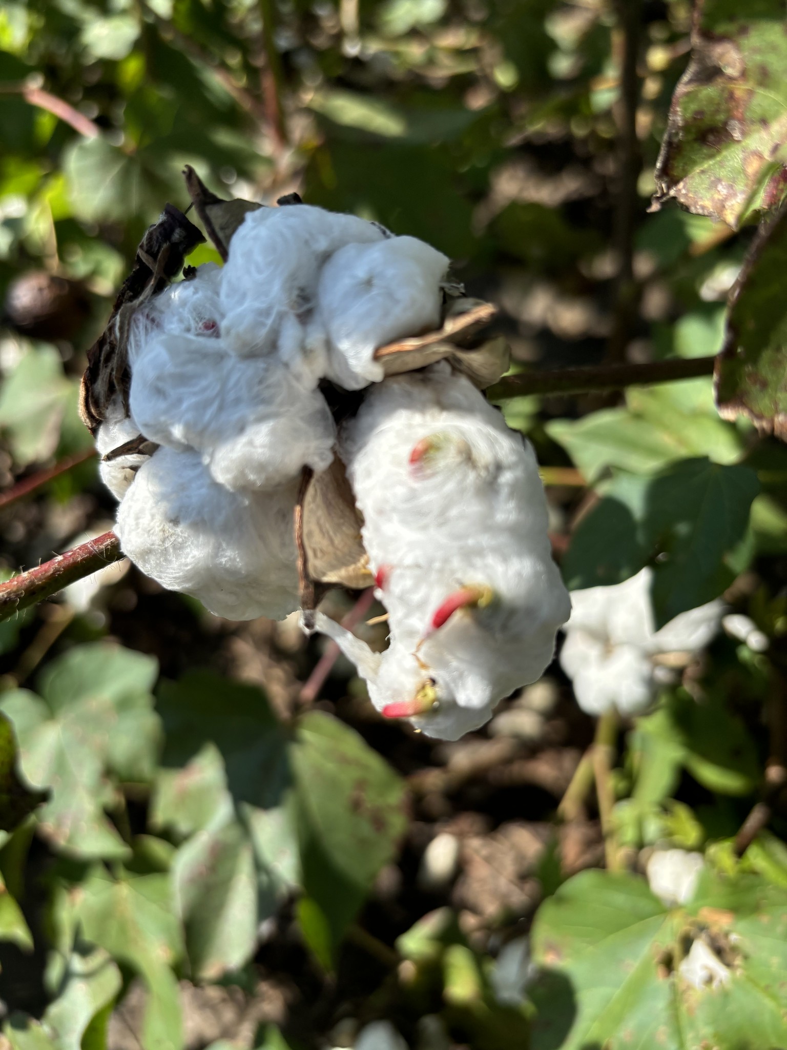Peanut, cotton crops assessed after storms