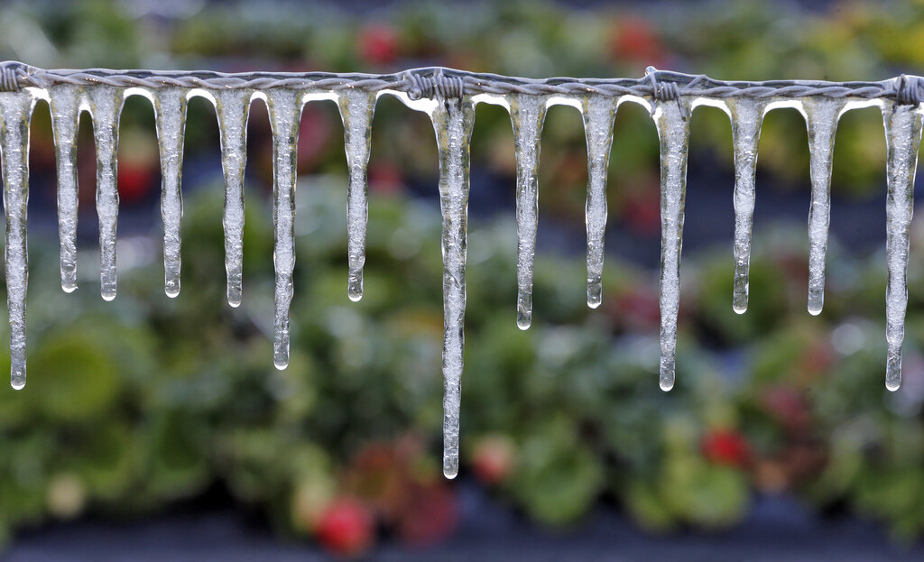 Chilling weather sees risk to crops
